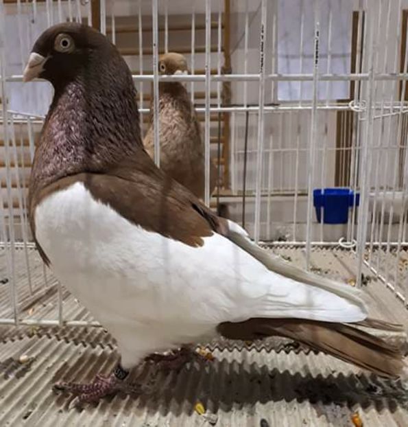  - NU AMI APARTIN 2020