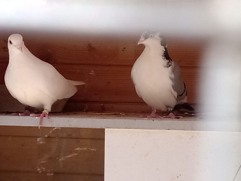  - Jucători de Galați