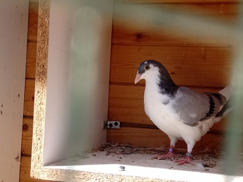  - Jucători de Galați