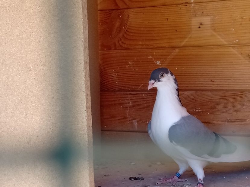  - Jucători de Galați