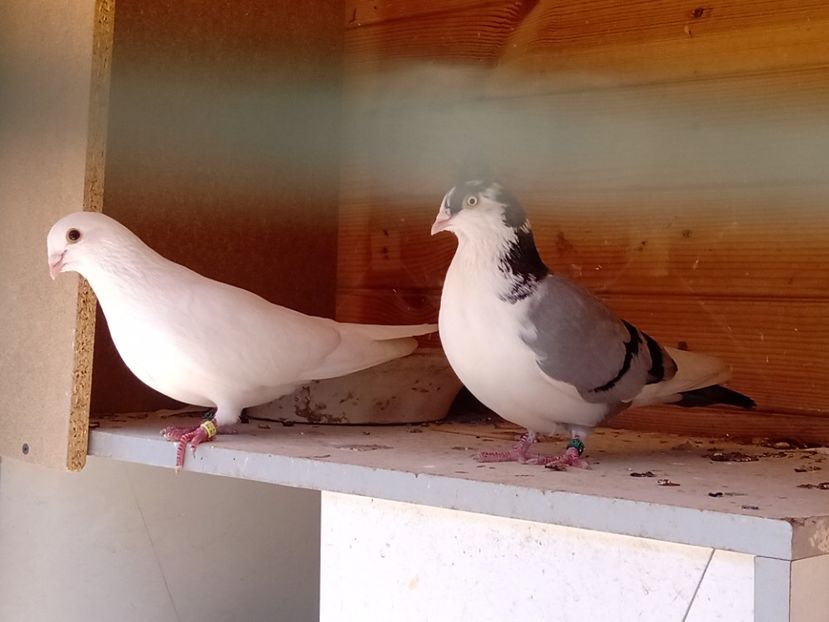  - Jucători de Galați