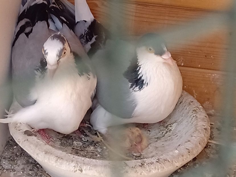  - Jucători de Galați