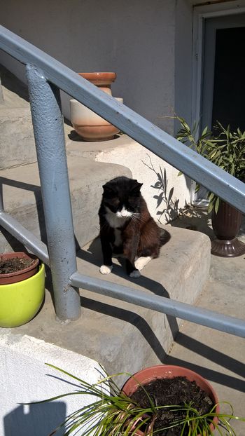  - Pentru iubitorii de pisici