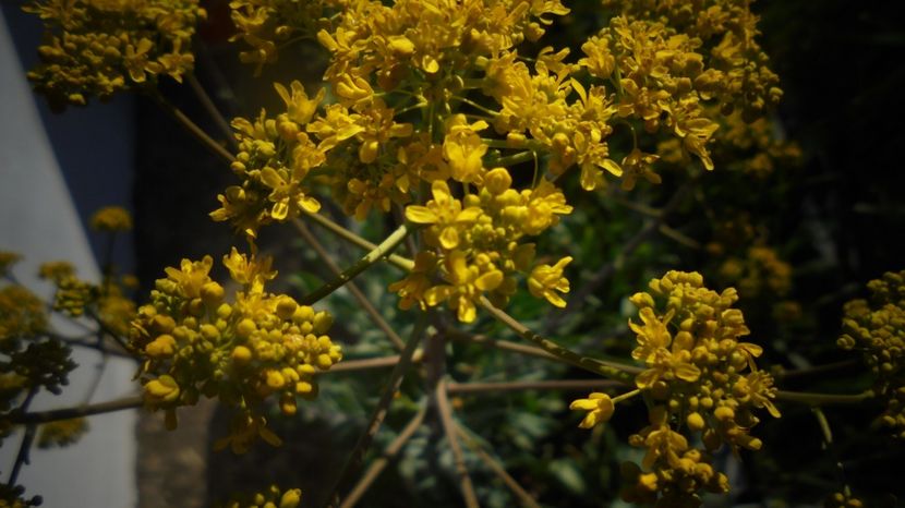 Isatis tinctoria (drobusor) - Culori 2020