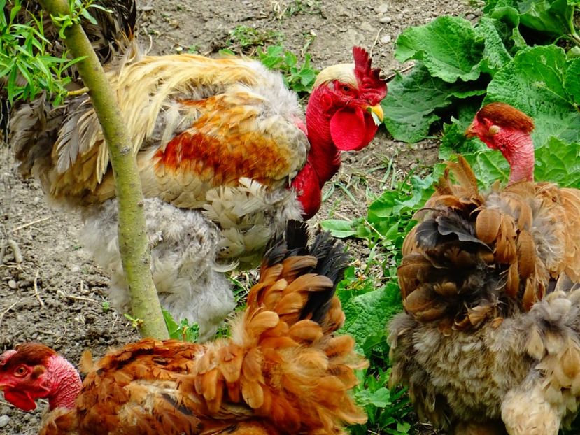  - Patakmenti-Hóstát kis gazdaság