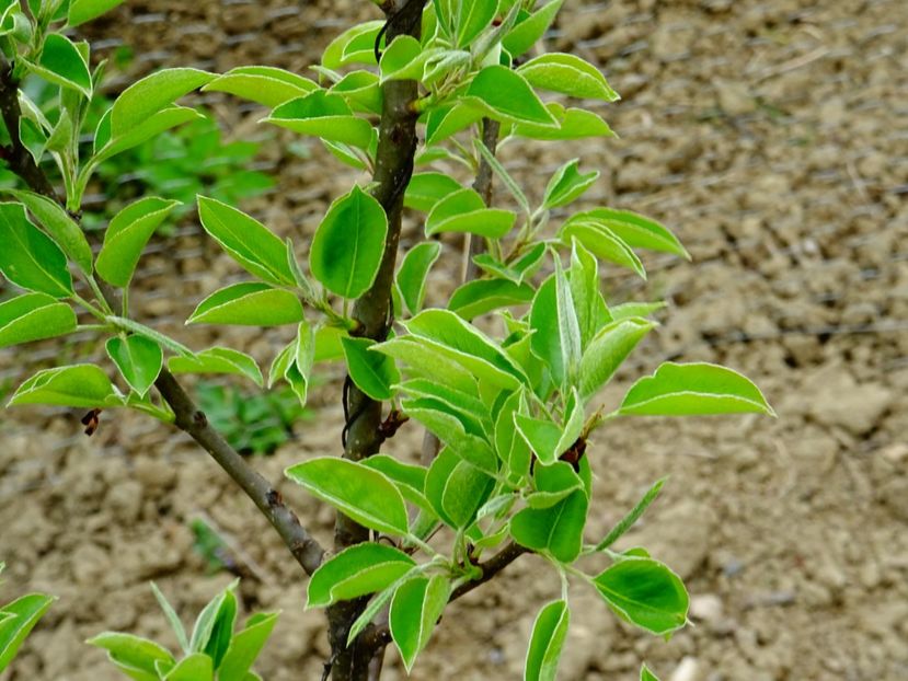  - Patakmenti-Hóstát kis gazdaság