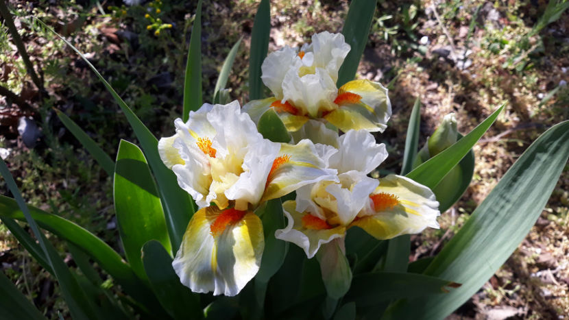 Spring in Praque - Irisi 2020