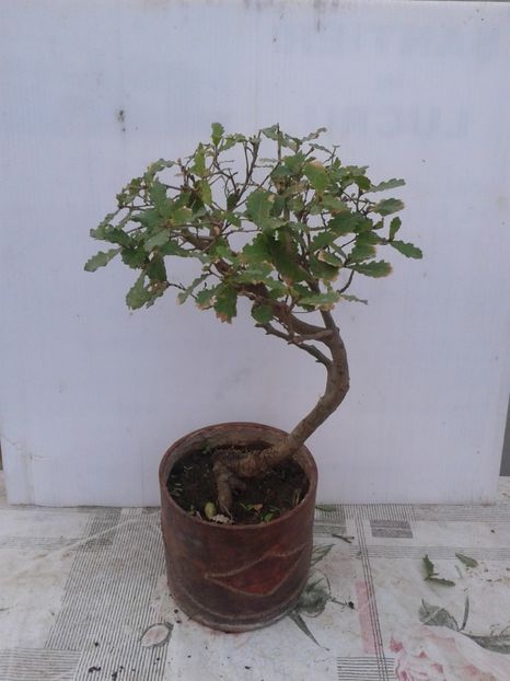 Fotografie0047 - COLECTIE PREBONSAI 2020