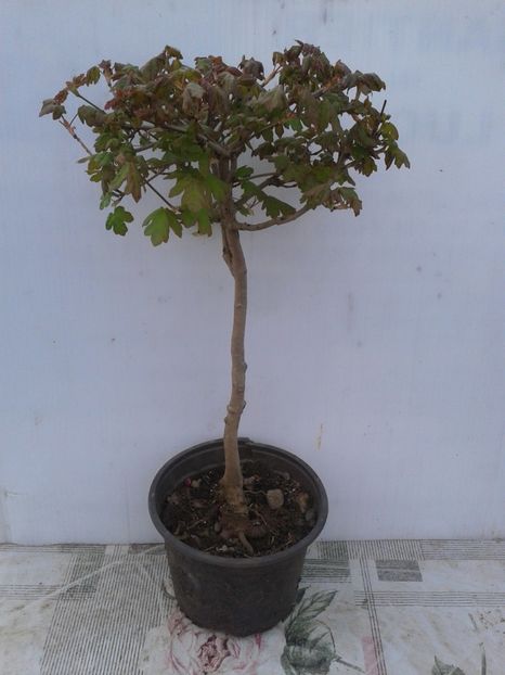 Fotografie0043 - COLECTIE PREBONSAI 2020
