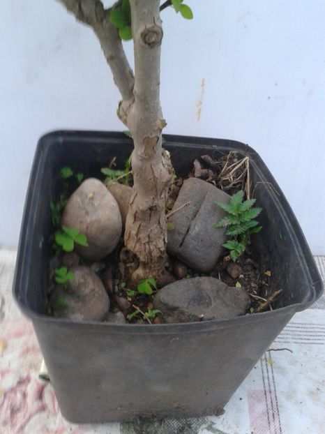 Fotografie0054 - COLECTIE PREBONSAI 2020