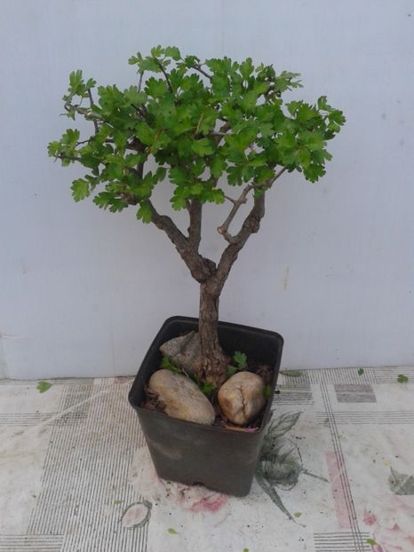 Fotografie0055 - COLECTIE PREBONSAI 2020