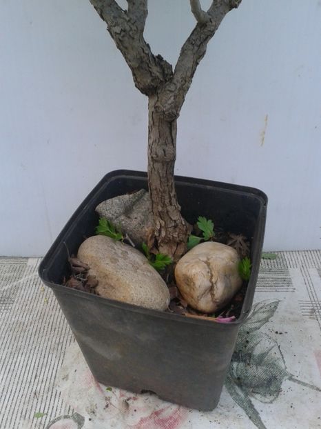 Fotografie0056 - COLECTIE PREBONSAI 2020