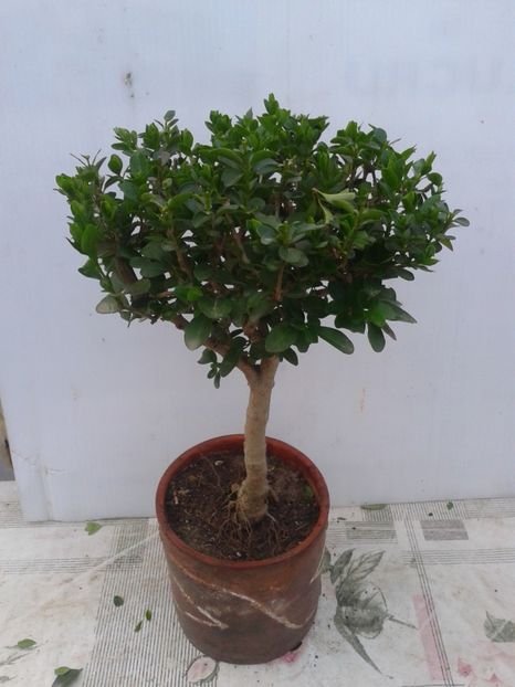 Fotografie0058 - COLECTIE PREBONSAI 2020