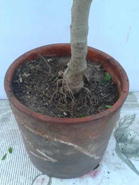 Fotografie0059 - COLECTIE PREBONSAI 2020