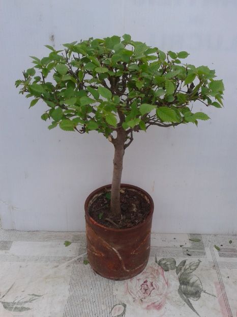 Fotografie0061 - COLECTIE PREBONSAI 2020