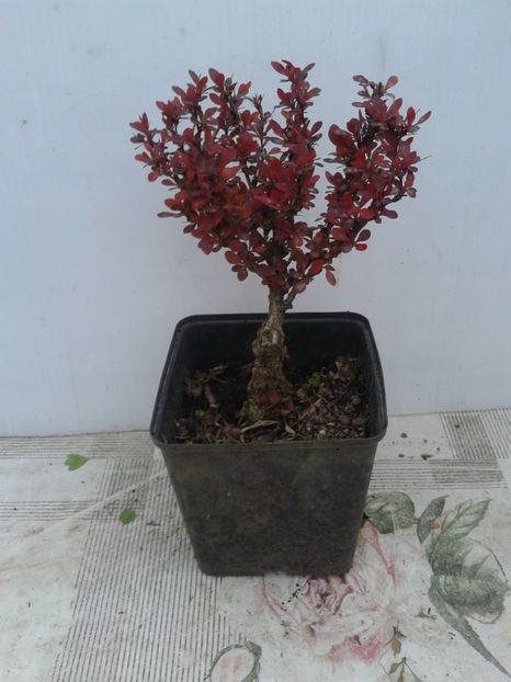 Fotografie0063 - COLECTIE PREBONSAI 2020