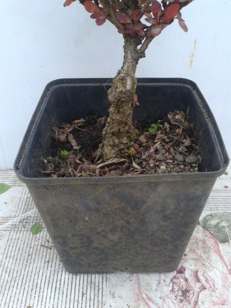 Fotografie0064 - COLECTIE PREBONSAI 2020