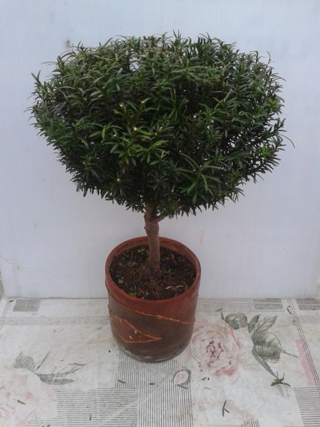 Fotografie0069 - COLECTIE PREBONSAI 2020