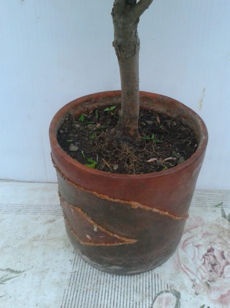 Fotografie0067 - COLECTIE PREBONSAI 2020