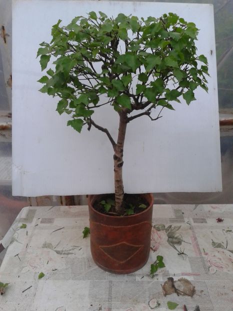 Fotografie0071 - COLECTIE PREBONSAI 2020