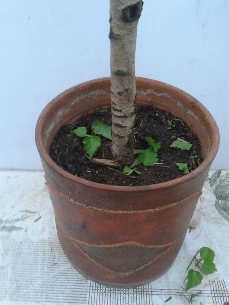 Fotografie0073 - COLECTIE PREBONSAI 2020