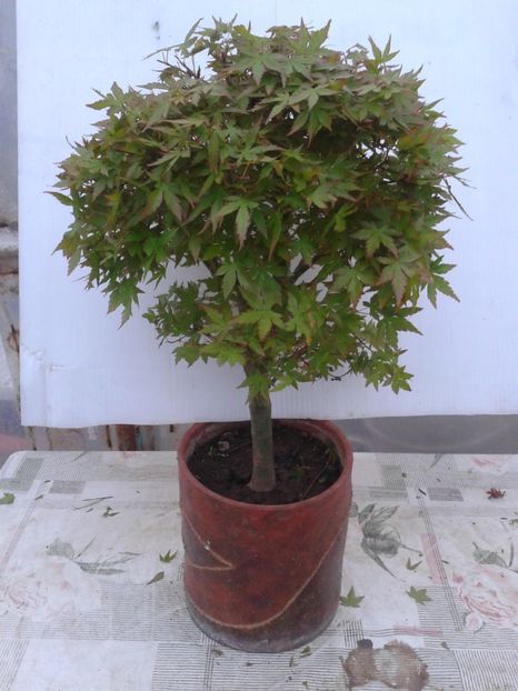 Fotografie0074 - COLECTIE PREBONSAI 2020