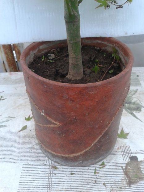 Fotografie0076 - COLECTIE PREBONSAI 2020