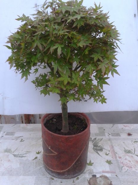 Fotografie0077 - COLECTIE PREBONSAI 2020