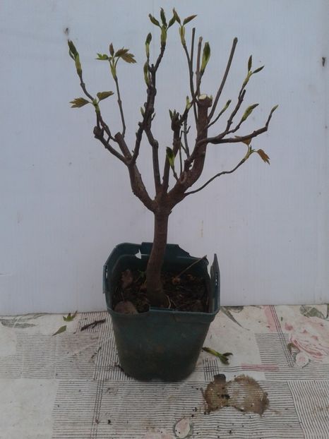 Fotografie0082 - COLECTIE PREBONSAI 2020