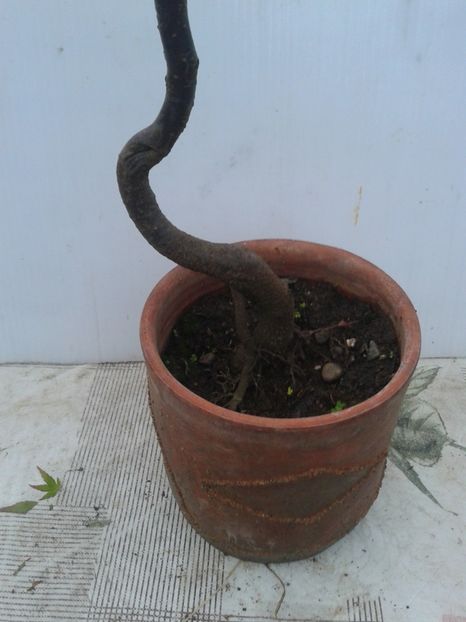 Fotografie0088 - COLECTIE PREBONSAI 2020