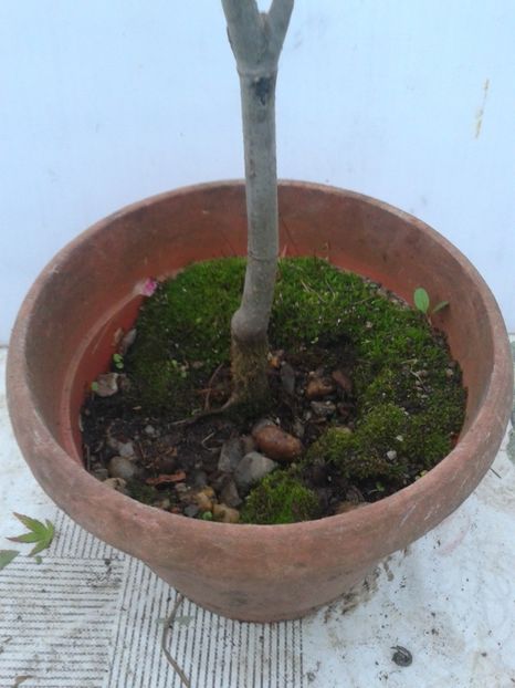 Fotografie0091 - COLECTIE PREBONSAI 2020