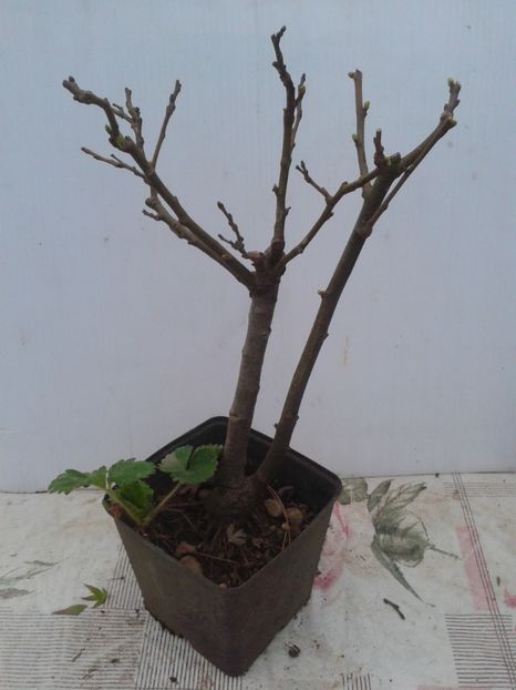 Fotografie0092 - COLECTIE PREBONSAI 2020