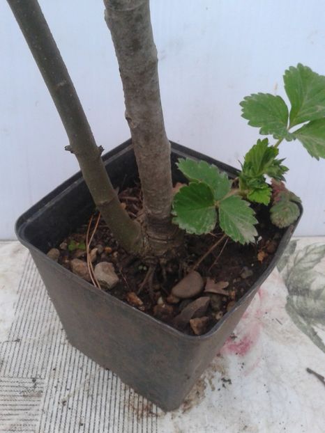 Fotografie0094 - COLECTIE PREBONSAI 2020