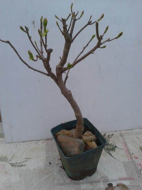 Fotografie0099 - COLECTIE PREBONSAI 2020