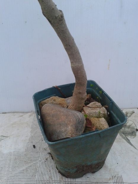 Fotografie0100 - COLECTIE PREBONSAI 2020