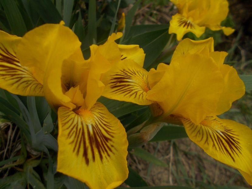 EYEBRIGHT - IRISI PITICI DISPONIBILI 2022