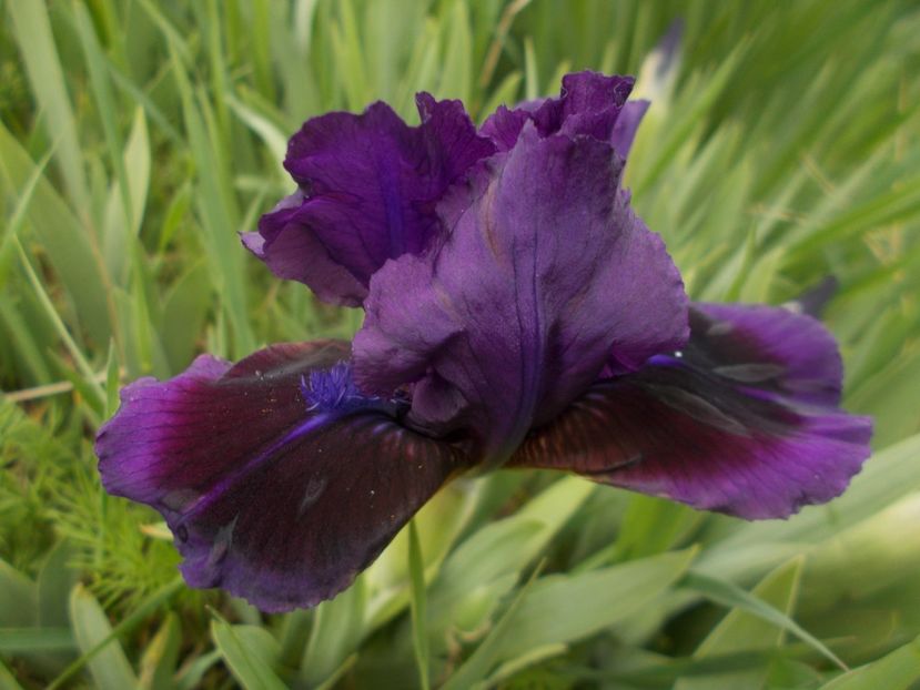 LITTLE EPISOD - IRISI PITICI DISPONIBILI 2022