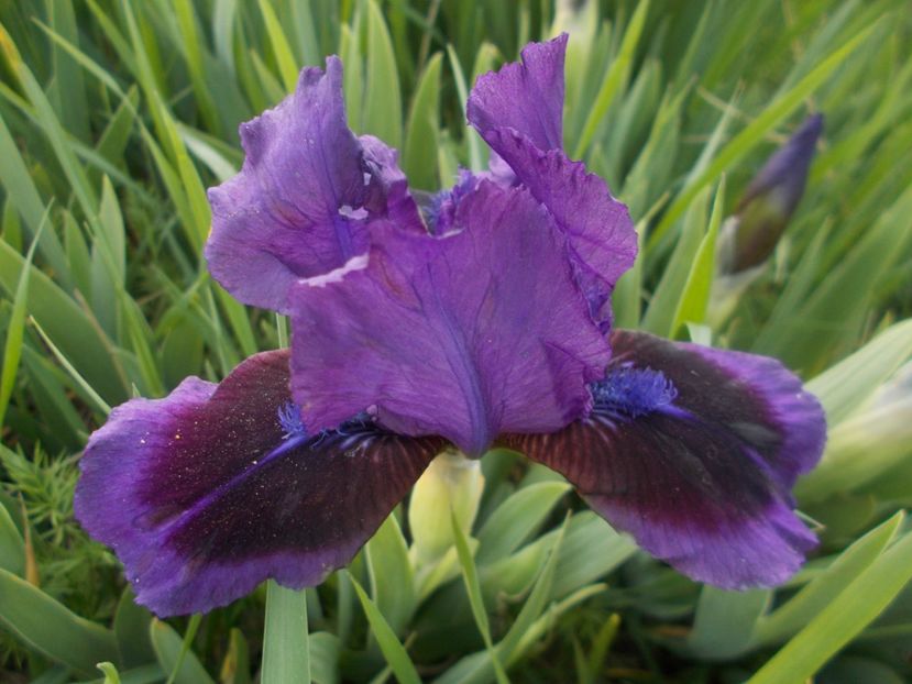 DISPONIBIL 2   BUCATI - IRISI PITICI DISPONIBILI 2022