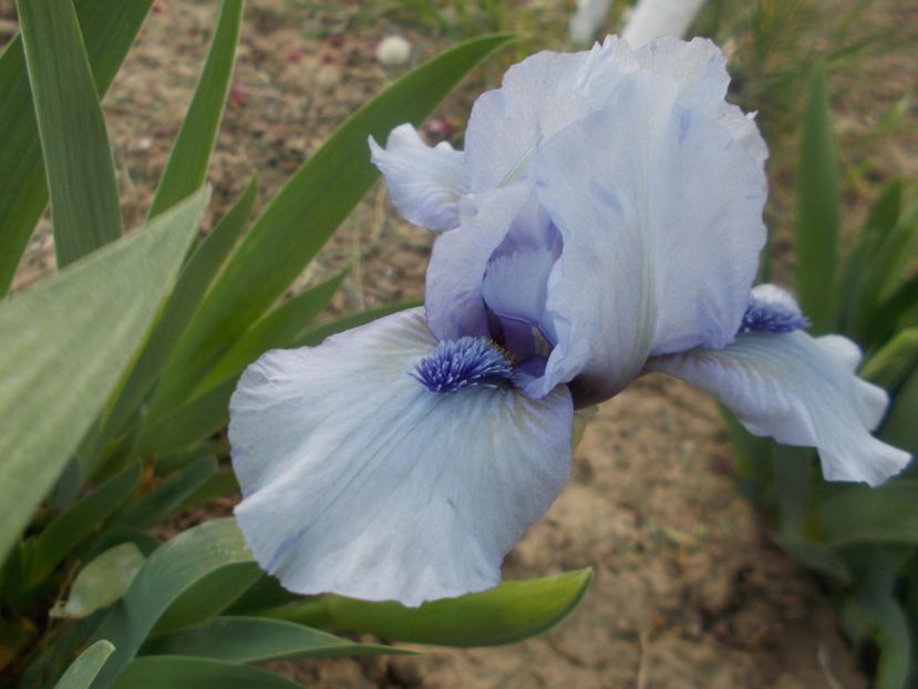 FOREVER BLUE - IRISI PITICI DISPONIBILI 2022