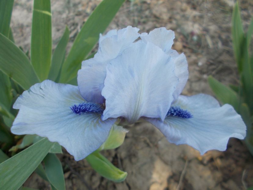 DISPONIBIL 2 BUC - IRISI PITICI DISPONIBILI 2022