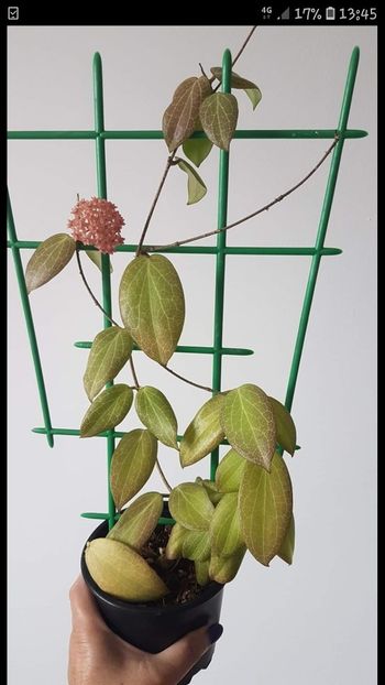 Screenshot_20200426-134552_Facebook - Fitchii