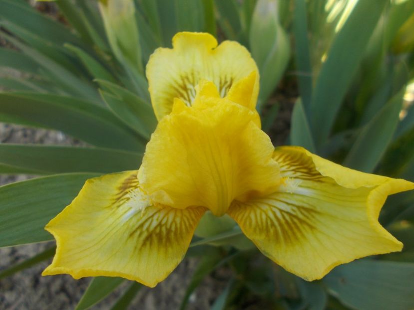 NO NAME 1 - IRISI PITICI DISPONIBILI 2022