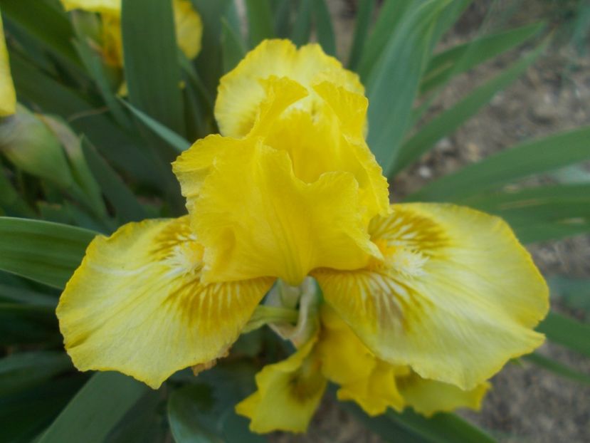 DISPONIBIL 5  BUCATI - IRISI PITICI DISPONIBILI 2022