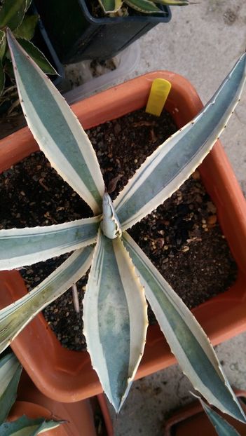 agava cordillerensis marginata - Agave rezervate 2020