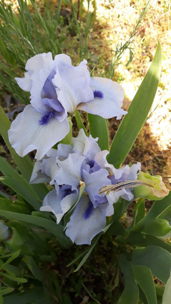 Forever Blue - Gradina primavara 2020
