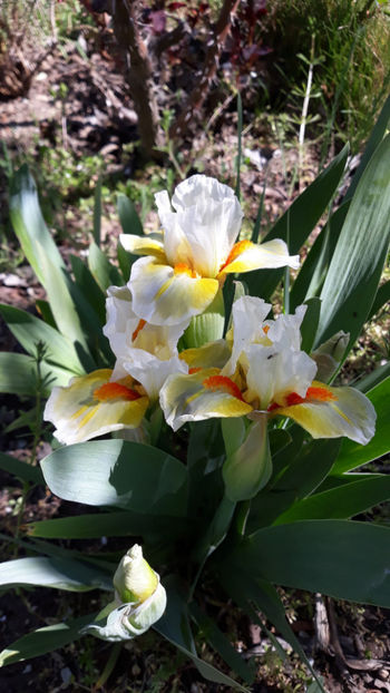 Spring in Praque??? - Gradina primavara 2020