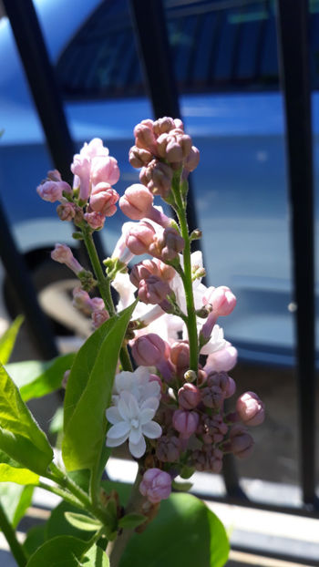 Liliac Beauty of Moscow - Gradina primavara 2020