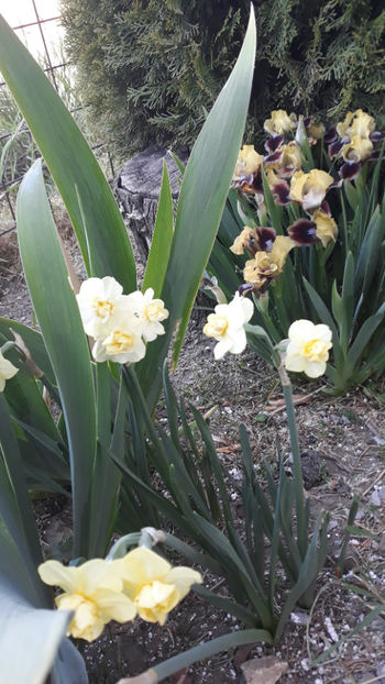 Yellow Cherfulness - Gradina primavara 2020