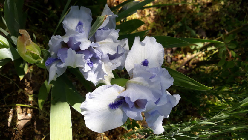 Forever Blue - Gradina primavara 2020