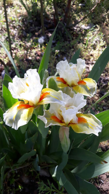 Spring in Praque??? - Gradina primavara 2020
